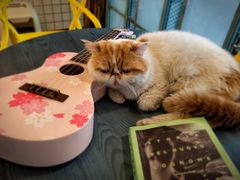 -喵屿·大理花园猫咖