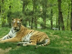 -北京野生动物园