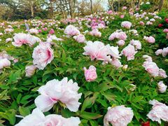 -青岛中山公园-索道售票处