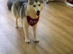 -Husky Go! 哈士奇体验馆·宠物咖啡厅狗咖