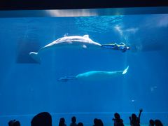 -芜湖新华联大白鲸海洋公园