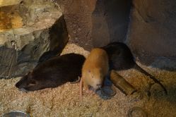 -酷嗒动物文化乐园(cutezoo西溪乐天城店)