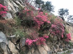 -木兰云雾山