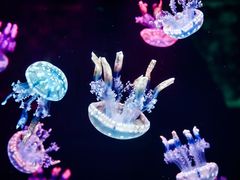 -石家庄极地海洋世界