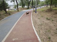 -绿堤公园