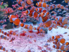 -海合安成都极地海洋公园