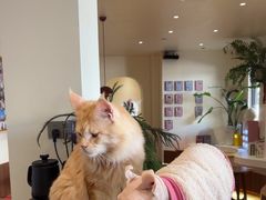 -有猫主题·治愈系猫咖(曾厝垵店)