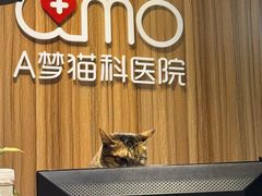 -御宝贝·A梦猫科宠物医院(国际猫友好医院)