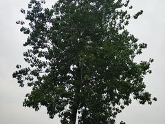 -汉长安城未央宫国家考古遗址公园