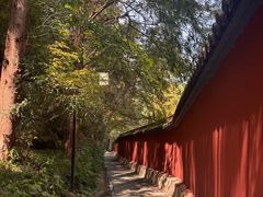 -天目山大树王景区
