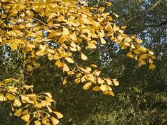 -新虹桥中心花园