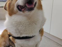 -凯瑞希宠物医院·狂犬免疫·微创·皮肤科