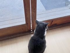 -是阿柴呀！柴犬咖啡·爱喵喵猫咖