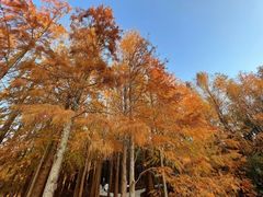 -上海海湾国家森林公园