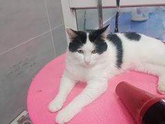 -宠福鑫康馨动物医院·骨科·眼科