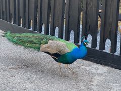 -J Create城市露营咖啡·简餐·宠物(上海动物园店)