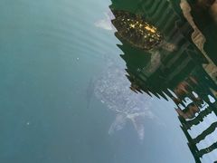 -广东惠东海龟国家级自然保护区