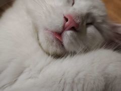 -有猫主题·治愈系猫咖(曾厝垵店)