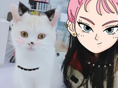 -喵的天空名猫咖啡馆·撸猫·猫舍·用品