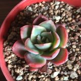 叶片还有很多是绿色，估计多晒几天太阳
