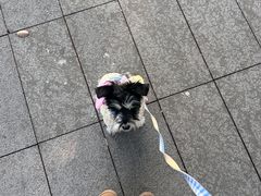 -宠颐生宠物医院·犬猫全科·皮肤科(商业街店)
