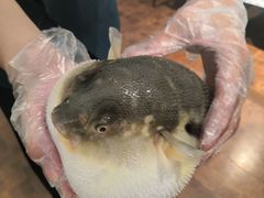 -肆月河豚·新淮扬(金融街店)
