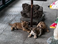 -秦皇岛野生动物园
