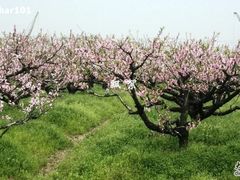 -南汇桃花村