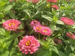 -莲花山花海