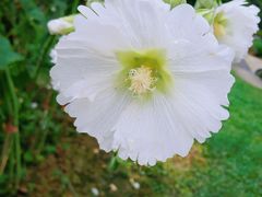 -广西壮族自治区药用植物园