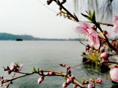 -西湖外事游船(花港观鱼码头)