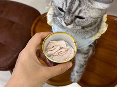 -共舞时光猫咖·狗咖(新街口店)
