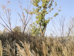 -盘龙城国家考古遗址公园