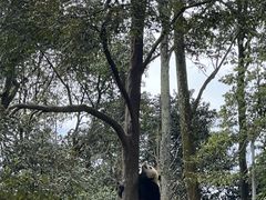 -中国大熊猫保护研究中心雅安碧峰峡基地