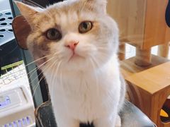 -more than meow吴止猫主题餐厅(承德 中船汇店)