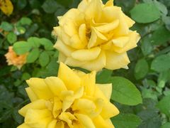 -大兴滨河森林公园