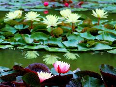 -国家植物园南园