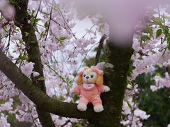 -上海辰山植物园