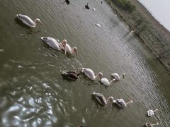 -新疆天山野生动物园