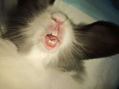 -美美宠物诊疗中心·异宠·骨科(滨江东信分院)