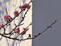 -梅花山(明孝陵内)