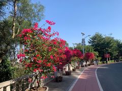 -仙岳公园