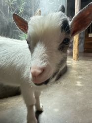 -Zoolung Zoolung动物主题公园(海信广场店)