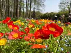 -上海共青森林公园