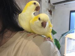 -深圳鸟咖鹦花岛