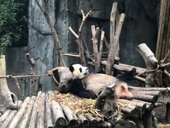 -成都大熊猫繁育研究基地