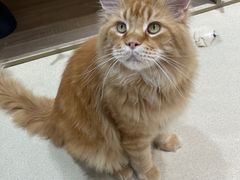 -藏猫猫咖啡主题馆(中央大道店)