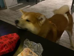 -百好乐宠物友好餐厅(朝外大街店)