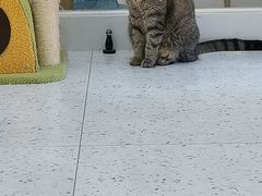 -喵园·猫主题咖啡厅·撸猫·猫咖(国贸店)