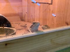 -苏州艺都古玩花鸟市场